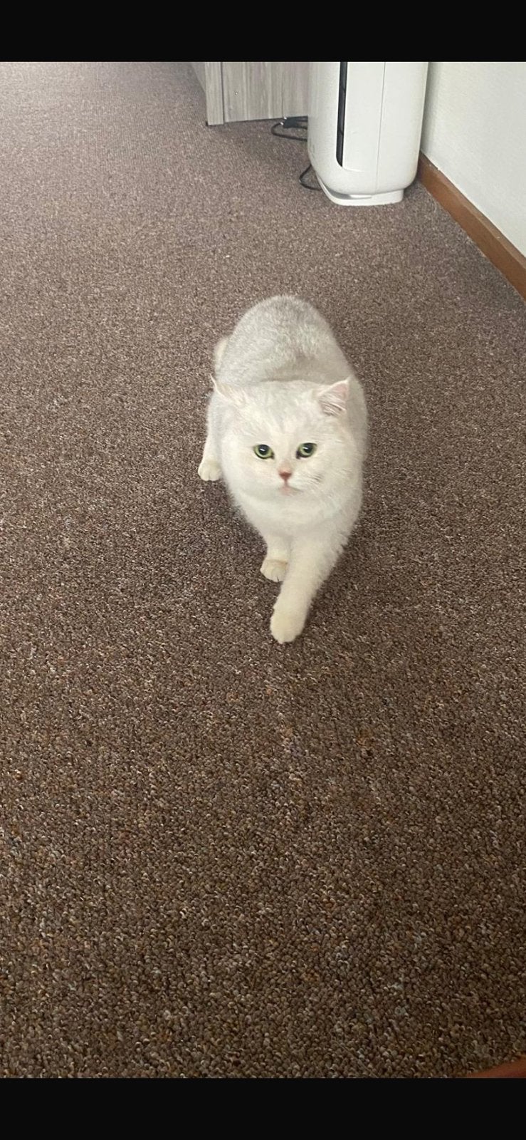 Sylver British kater, Chat, Avec pedigree, 0 à 2 ans