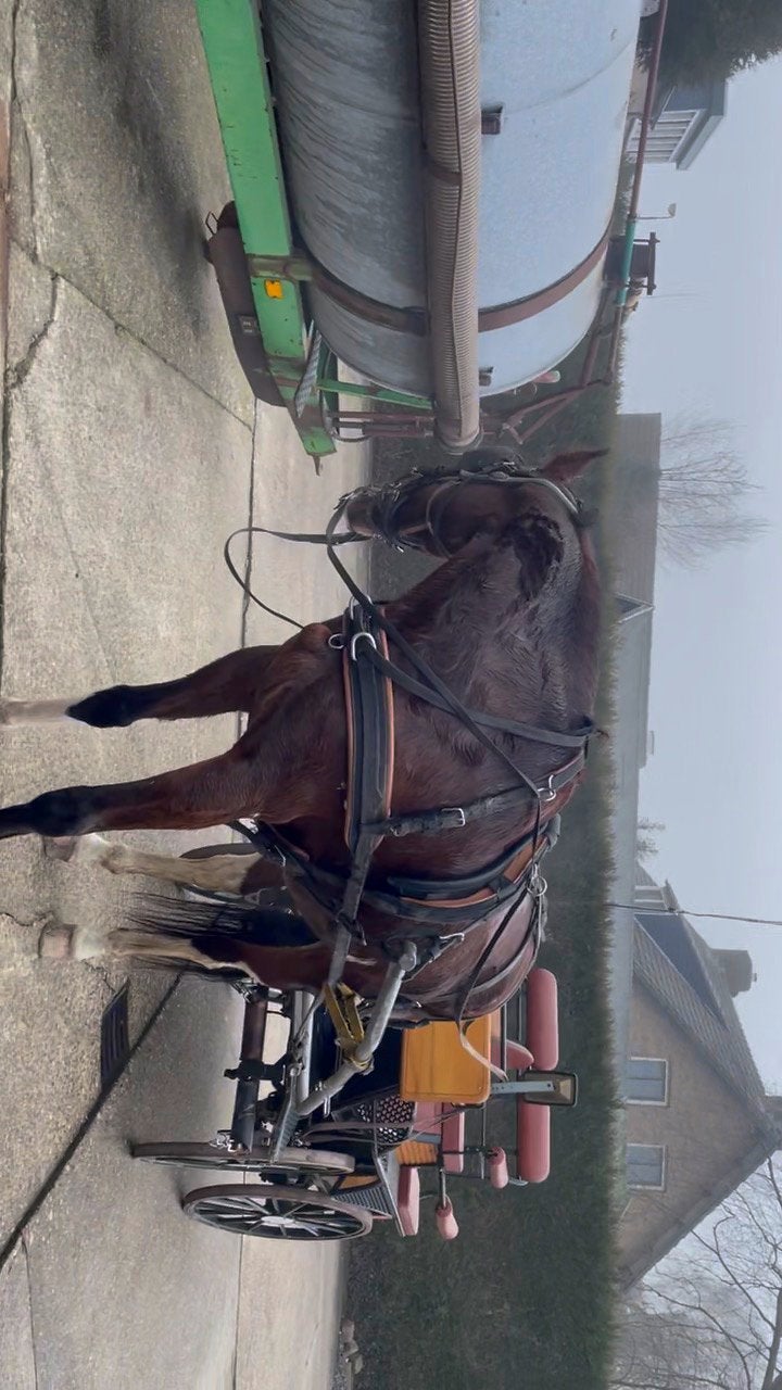 Menpaard, Dieren en Toebehoren