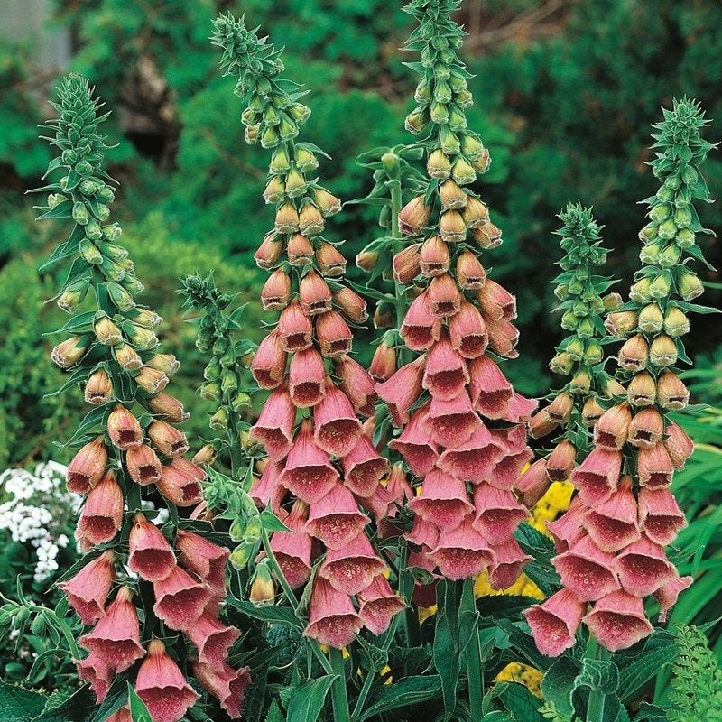 Digitalis Summer King, Jardin & Terrasse, Plantes | Jardin, Enlèvement