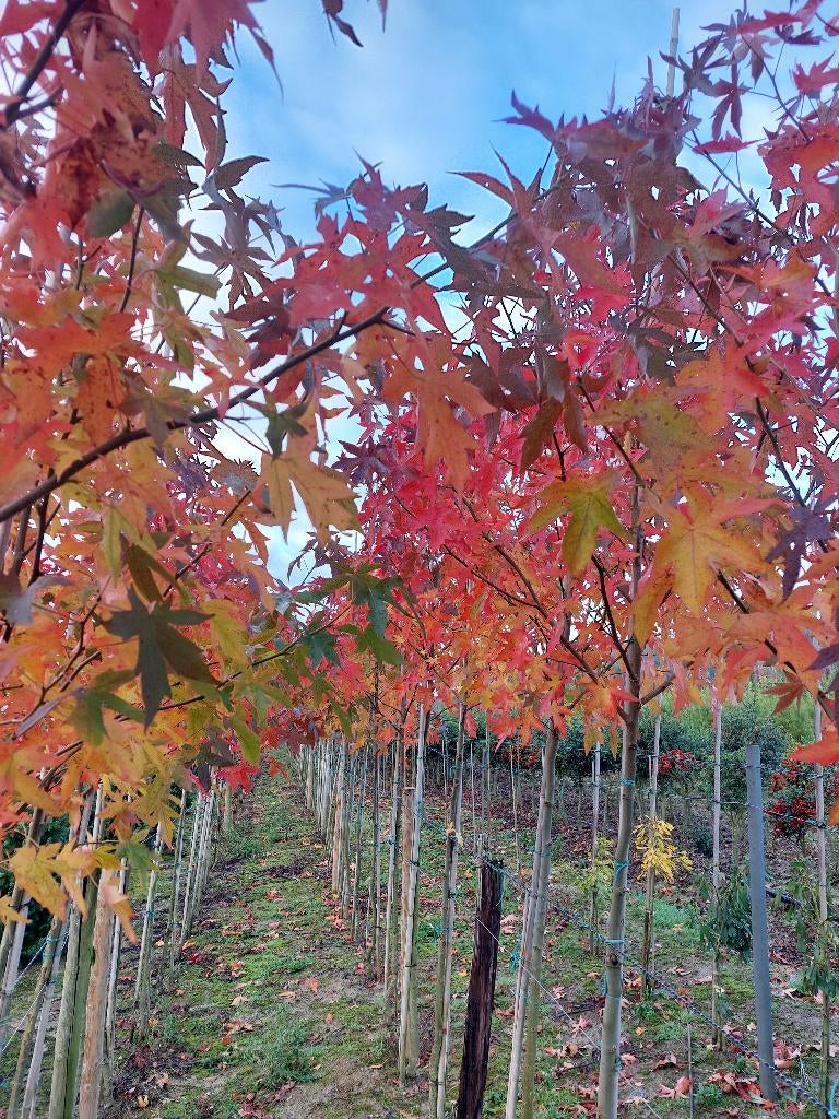 Liquidambar / amberboom, Tuin en Terras, Overige soorten, 250 tot 400 cm, Zomer, Ophalen