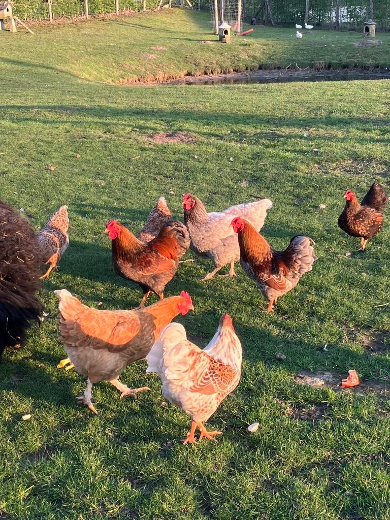 Wyandotte hanen, Dieren en Toebehoren