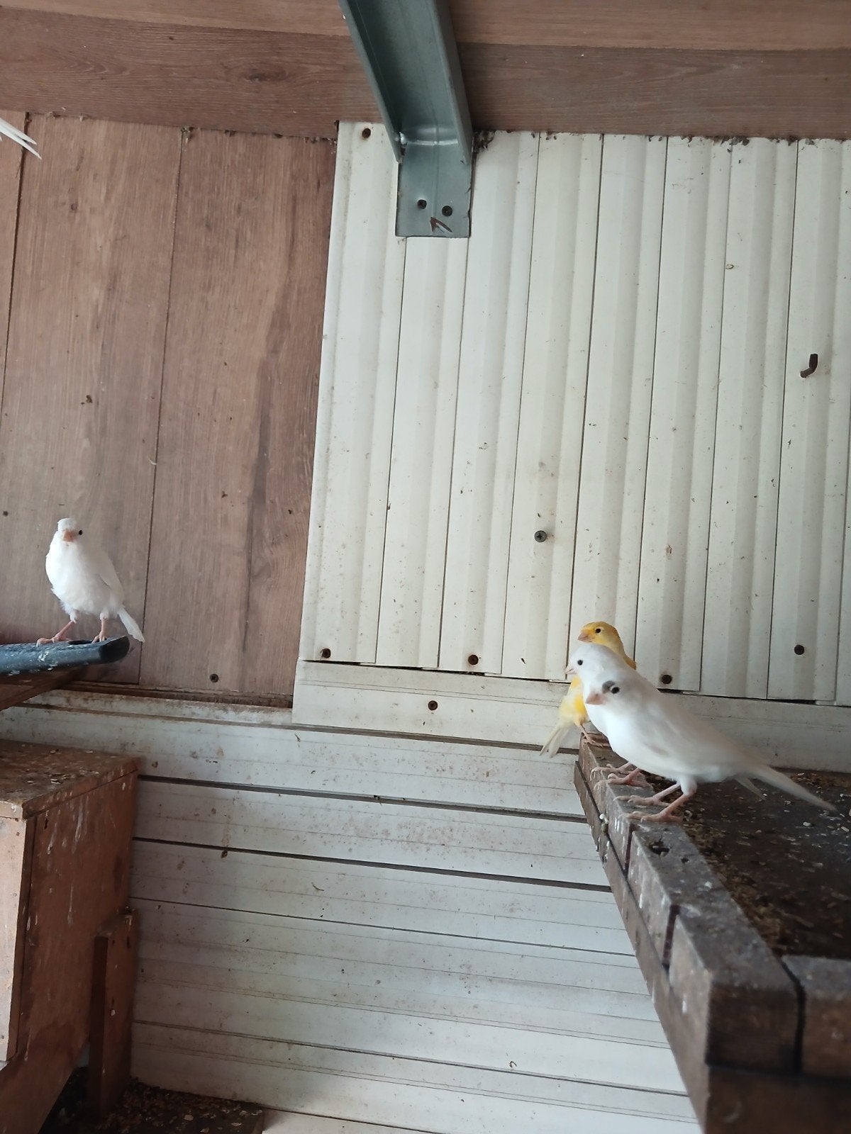 Kanaries, Dieren en Toebehoren