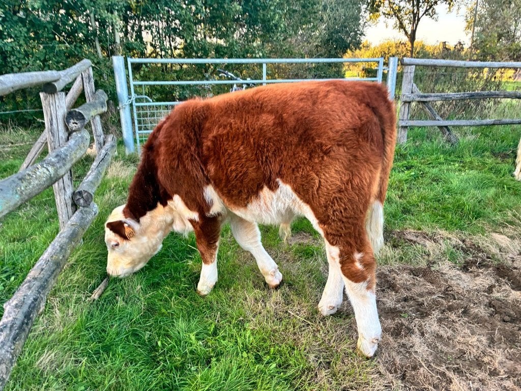 Hereford runderen, Meerdere dieren