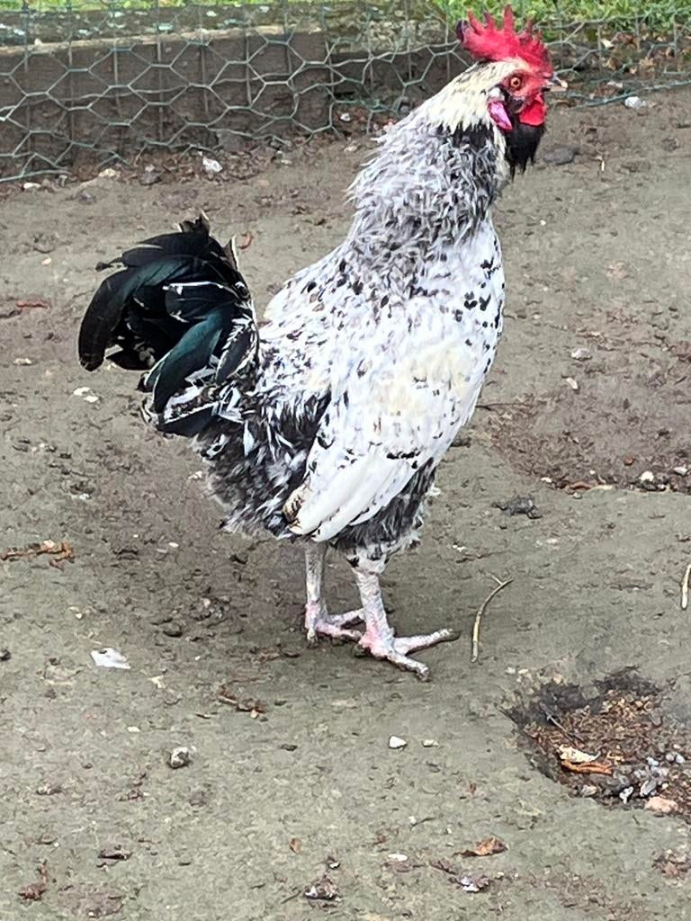 Mooi jonge hanen te koop, Dieren en Toebehoren, Pluimvee, Mannelijk, Kip