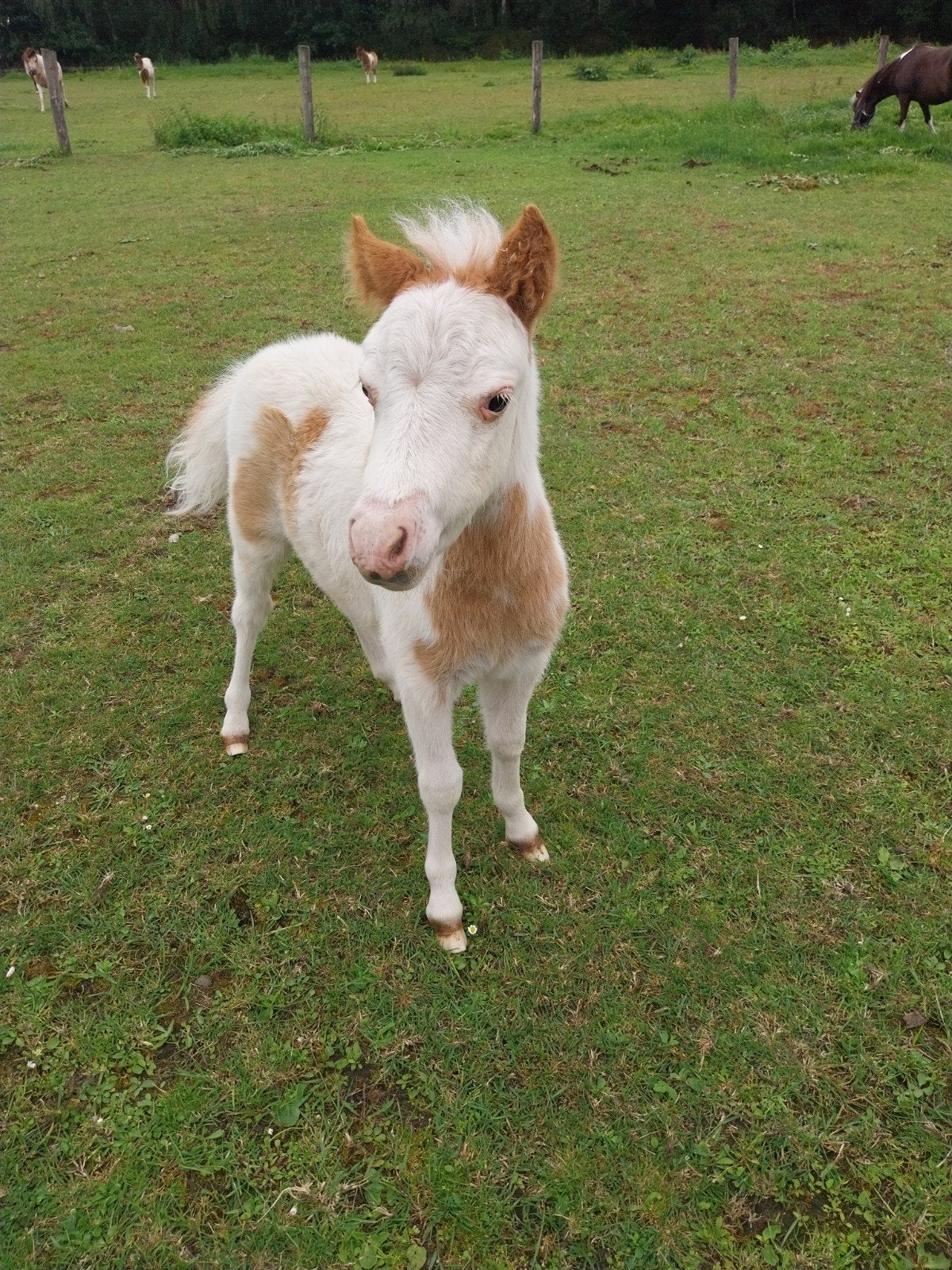 Amerikaans minipaardje overo met een blauwe oog kleine maat, Dieren en Toebehoren