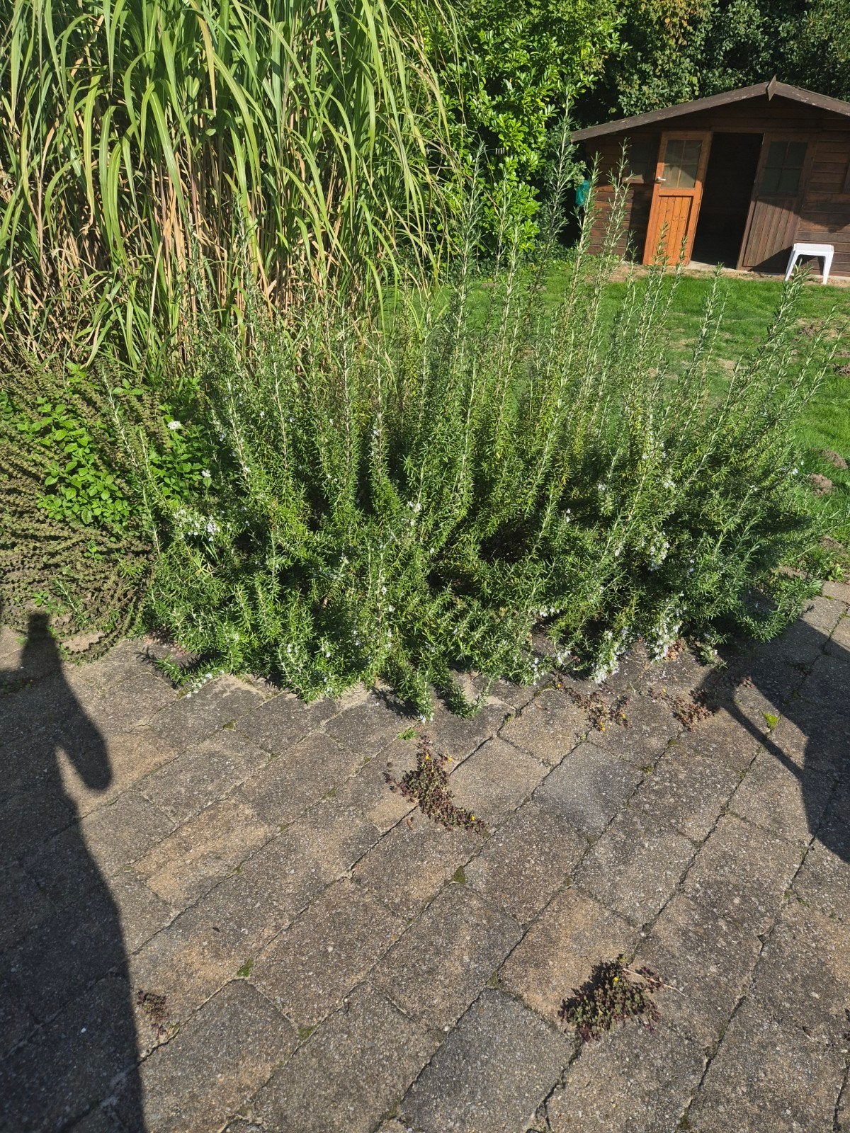 plant, Ophalen, 100 tot 250 cm