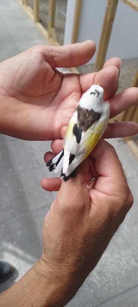 parva, Dieren en Toebehoren