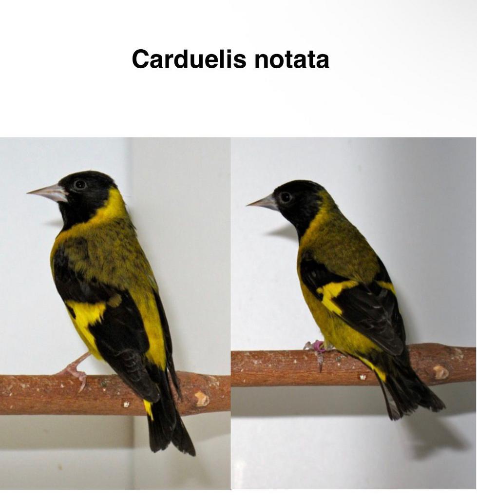 Tarin Notata, Mâle