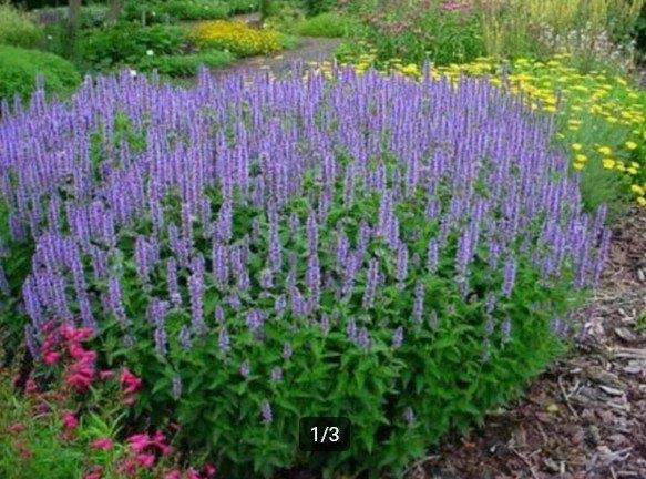 Agastache 'Bleu Fortune' of Dropplant, Tuin en Terras, Planten | Tuinplanten, Ophalen, Vaste plant, Volle zon