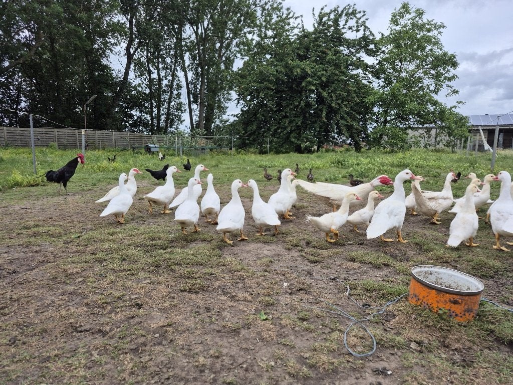 Barbarie eenden, Dieren en Toebehoren, Meerdere dieren, Eend