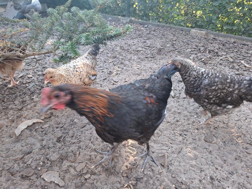 Marans haan, Dieren en Toebehoren, Pluimvee, Mannelijk, Kip