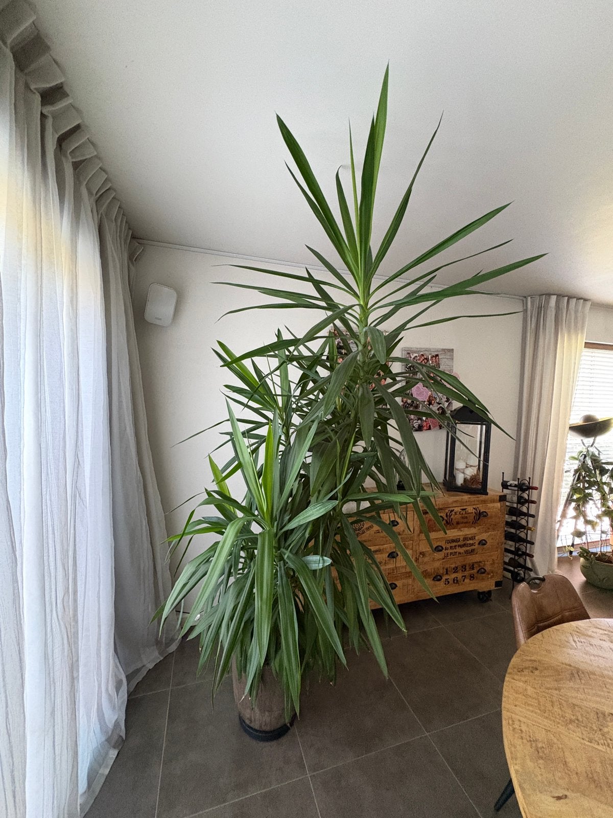 Yucca, Enlèvement, Yucca