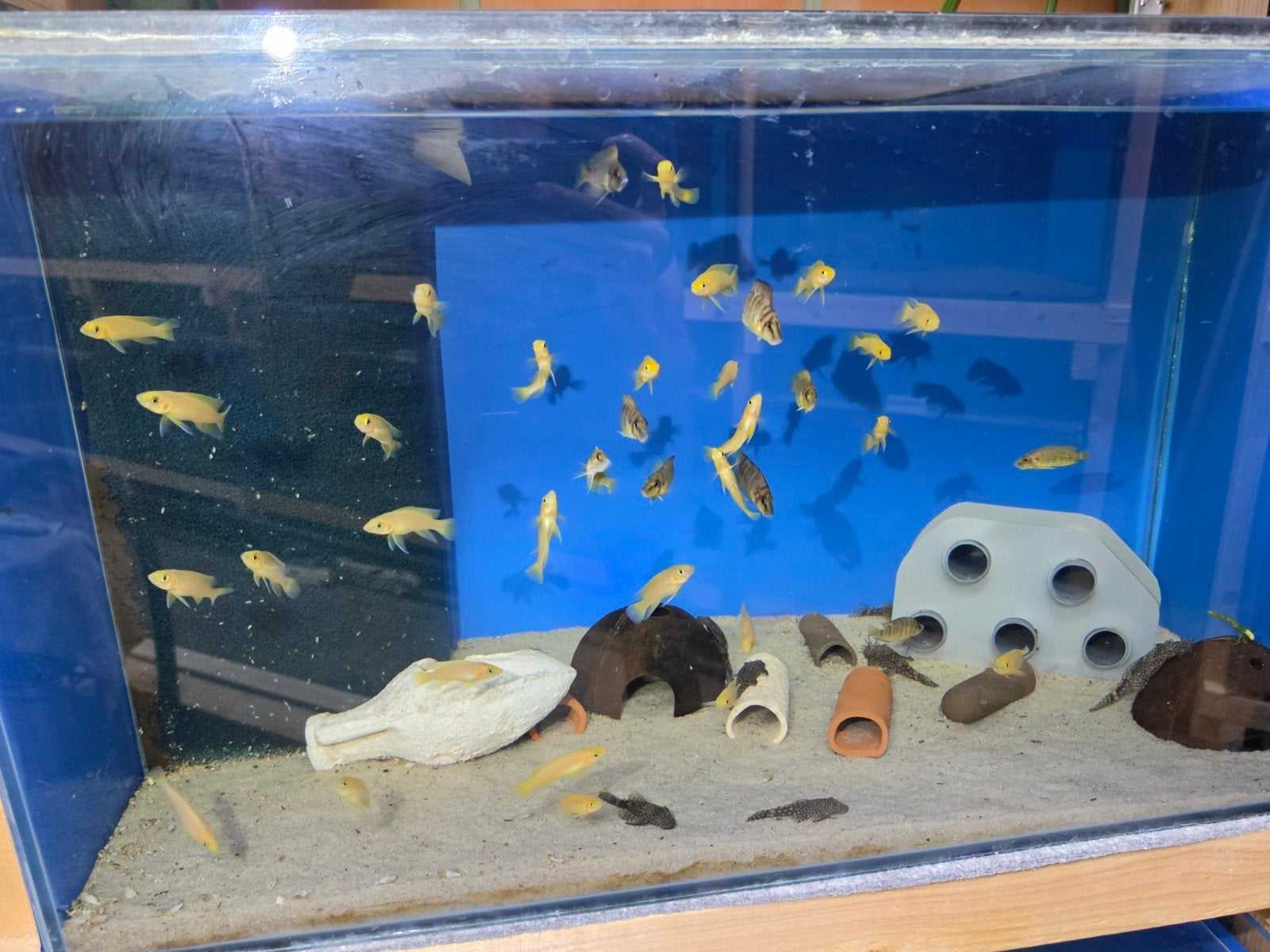 tanganyika Neolamprologus leleupi