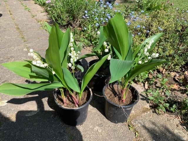 meiklokjes plantjes, Ophalen
