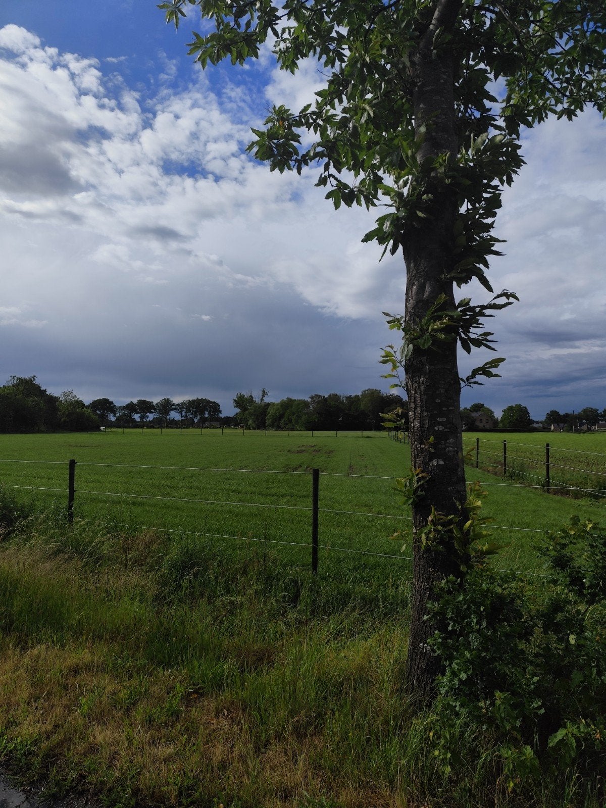 WEIDES ( PAARDEN) TE HUUR