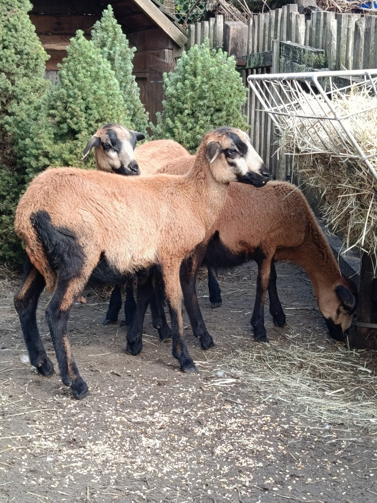 magnifique mouton à ventre noir de la Barbade