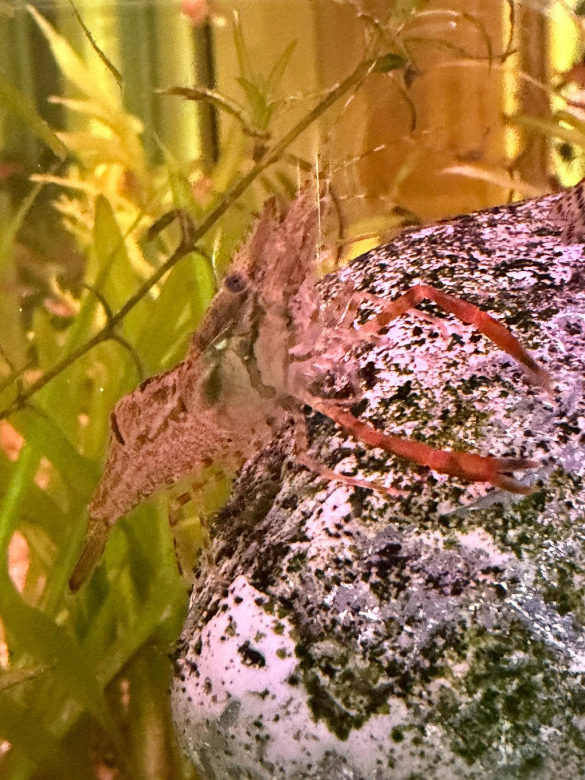 Langschaargarnalen, Homard, Crabe ou Crevette, Poisson d'eau douce
