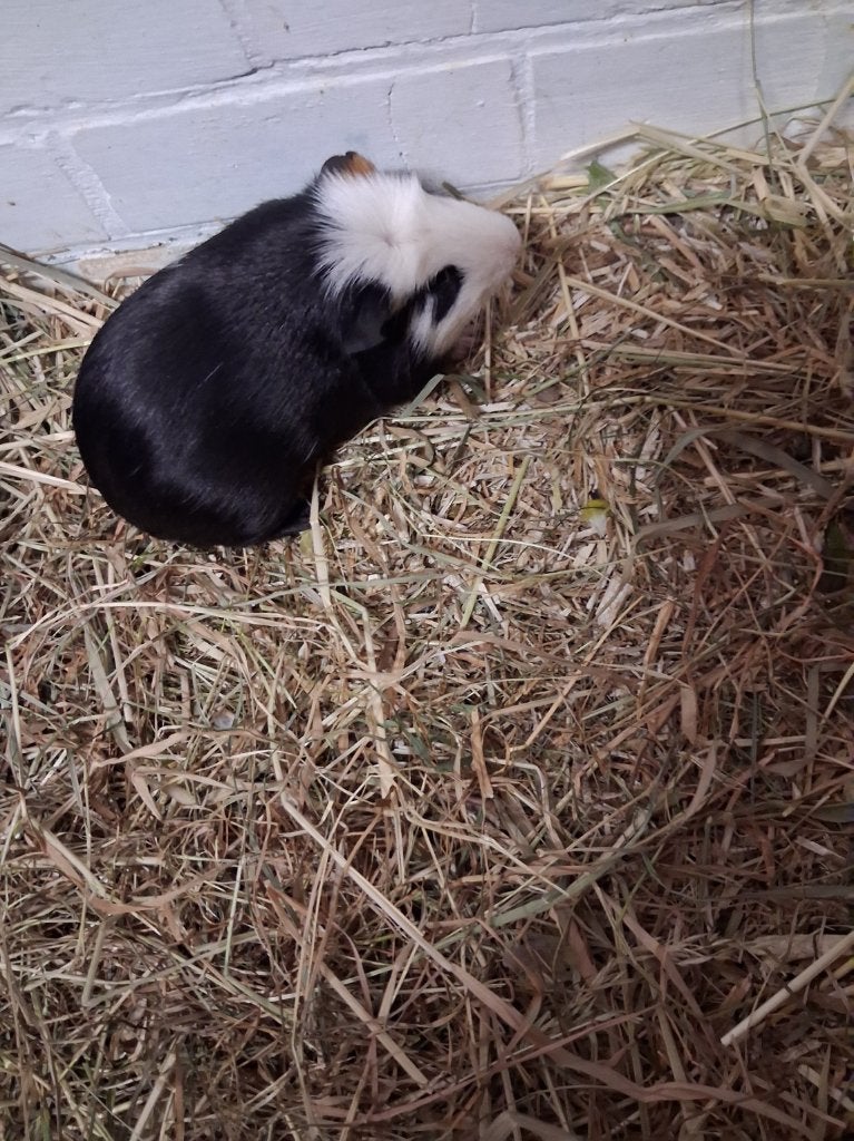 cavia, Dieren en Toebehoren, Mannelijk, Klein
