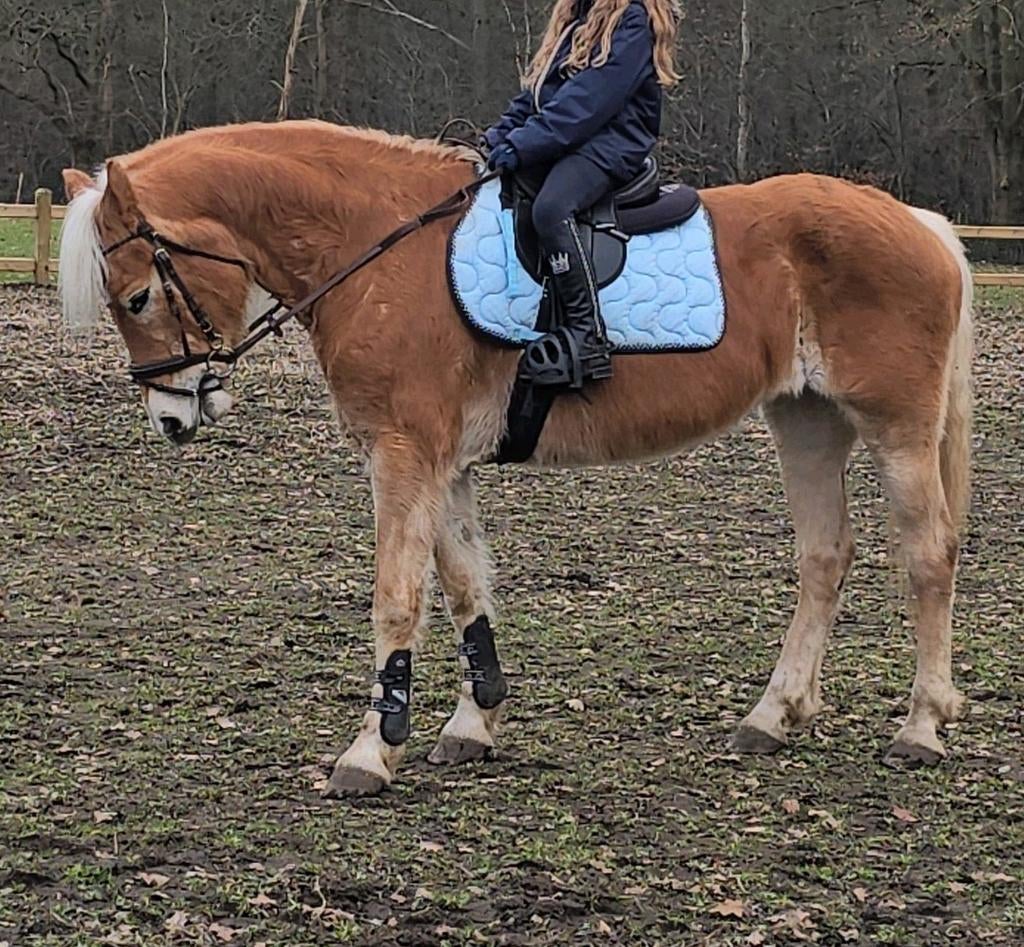 Bomproef haflinger merrie, 11 ans ou plus, M, Poney de récréation, Poney D (1.37 m à 1.48m)