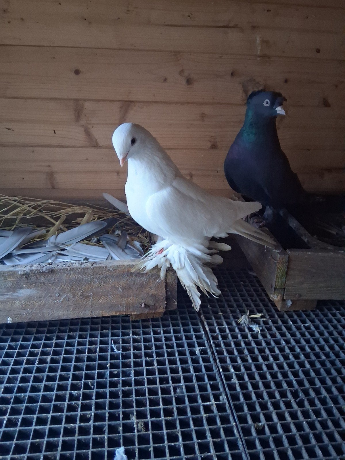 duiven te kop