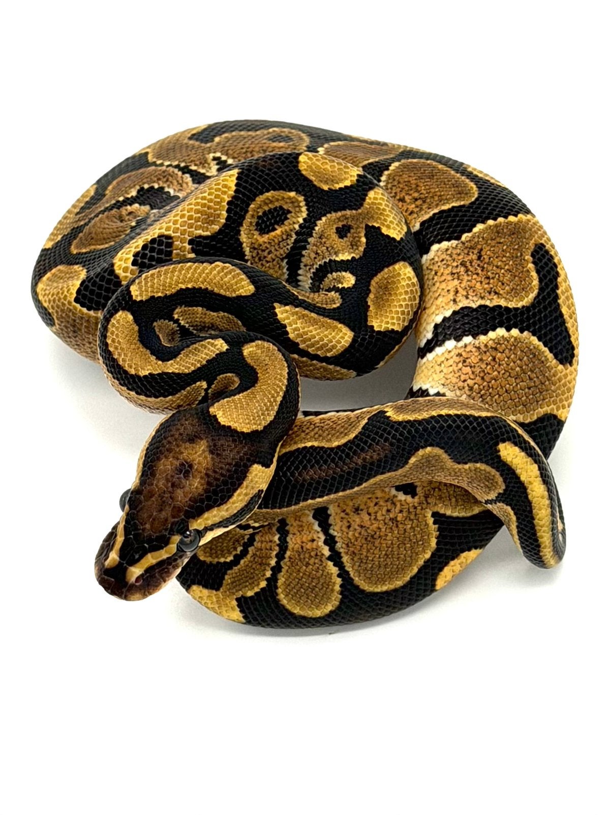 1.0 Het Hypo 66%het Puzzle Ball Python - male for sale from GenX