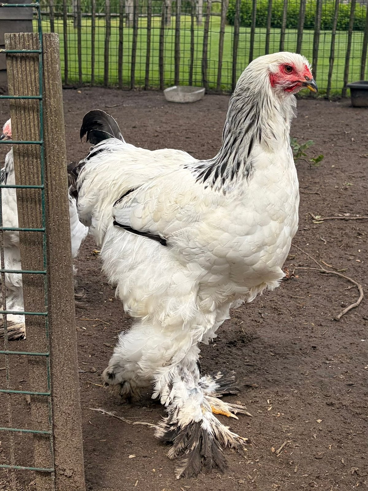 Brahma Columbia hanen, Dieren en Toebehoren, Pluimvee