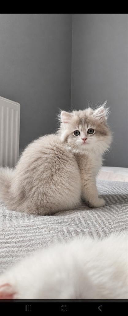 Hk20233586 petchat frontiere, Animaux & Accessoires, Chats & Chatons | Chats de race | Poil long, Plusieurs animaux, 0 à 2 ans