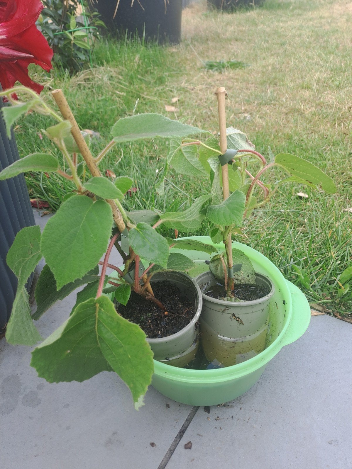 2 kiwi plantjes, Ophalen, Klimplanten