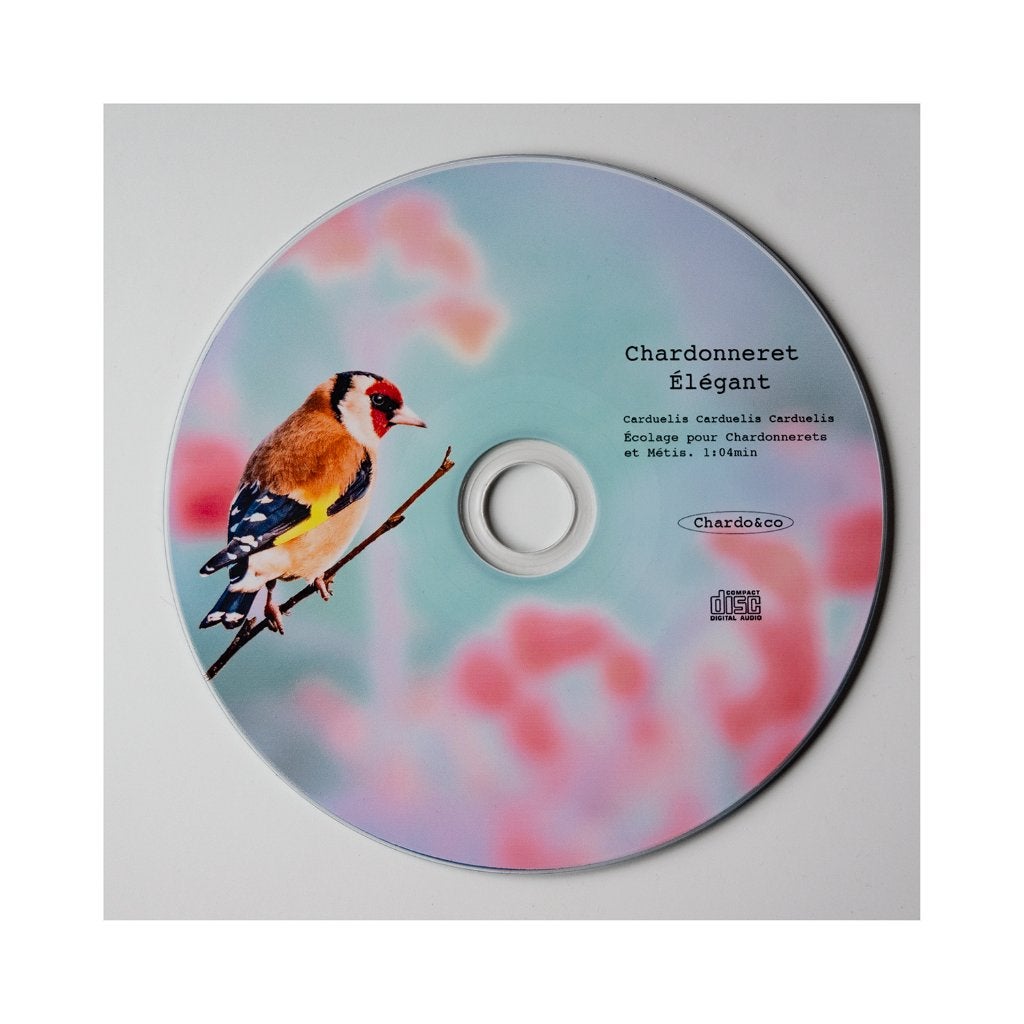 Putters zang CD's, Dieren en Toebehoren, Wildzangvogel, Tam