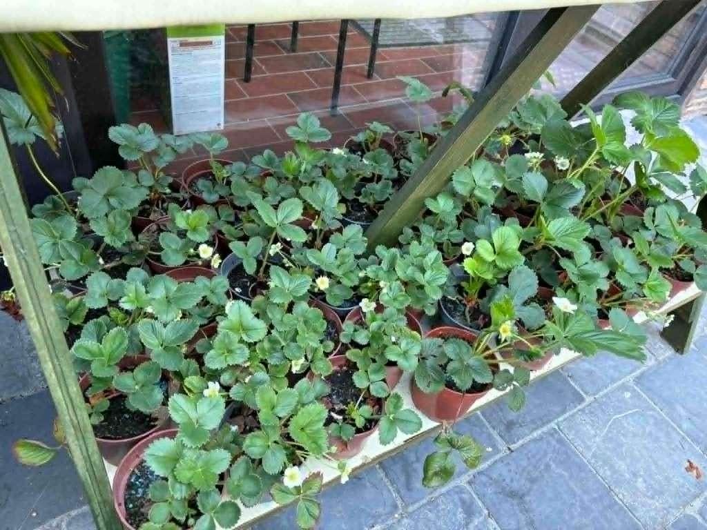 Aardbei plantjes Korona, Ophalen, Volle zon, Vaste plant, Zomer