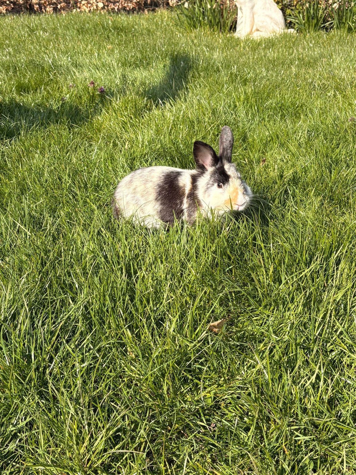 Mini dwergkonijntje, Dieren en Toebehoren, Mannelijk, Dwerg, 0 tot 2 jaar