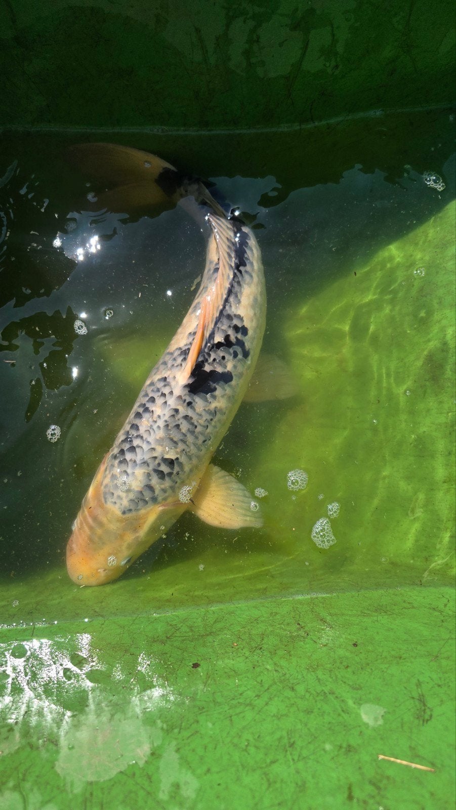 koi 60 cm