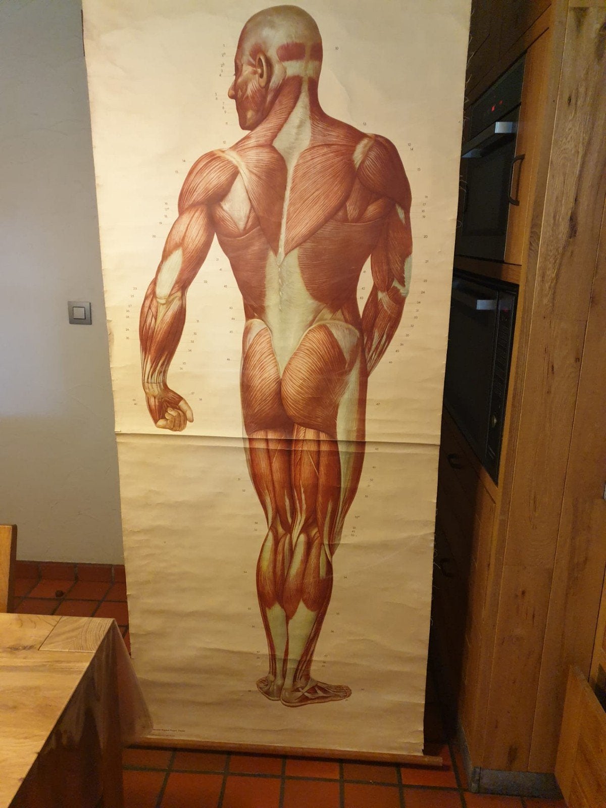 Anatomische schoolplaat met spiergroepen, Antiek en Kunst, Antiek | Schoolplaten, Ophalen