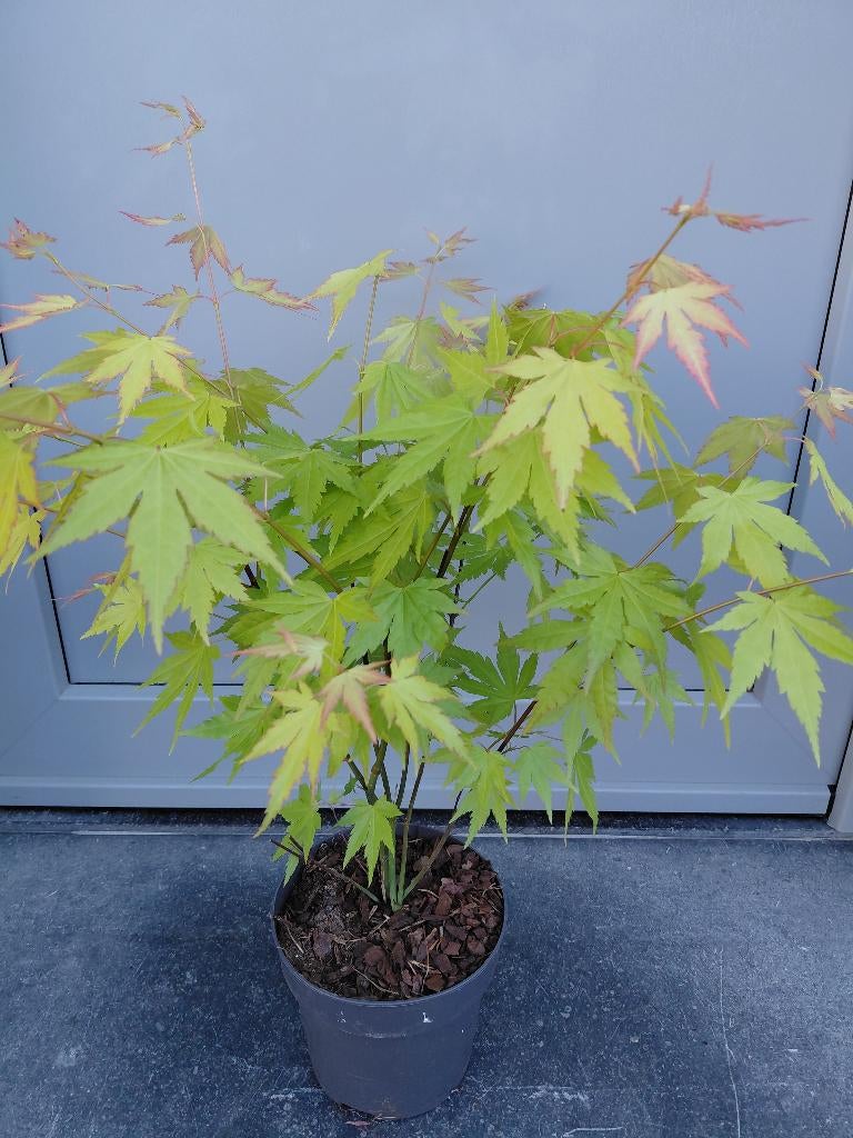 Acer soorten, Tuin en Terras, Ophalen