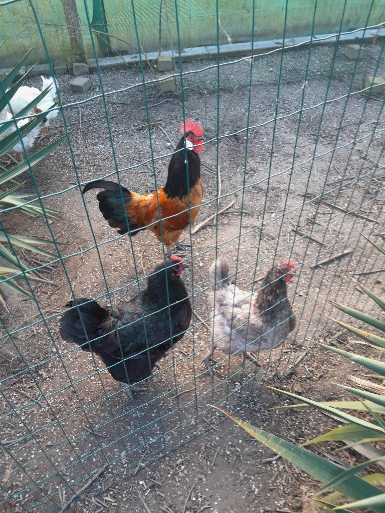 haan vorwerk, Dieren en Toebehoren, Mannelijk, Kip