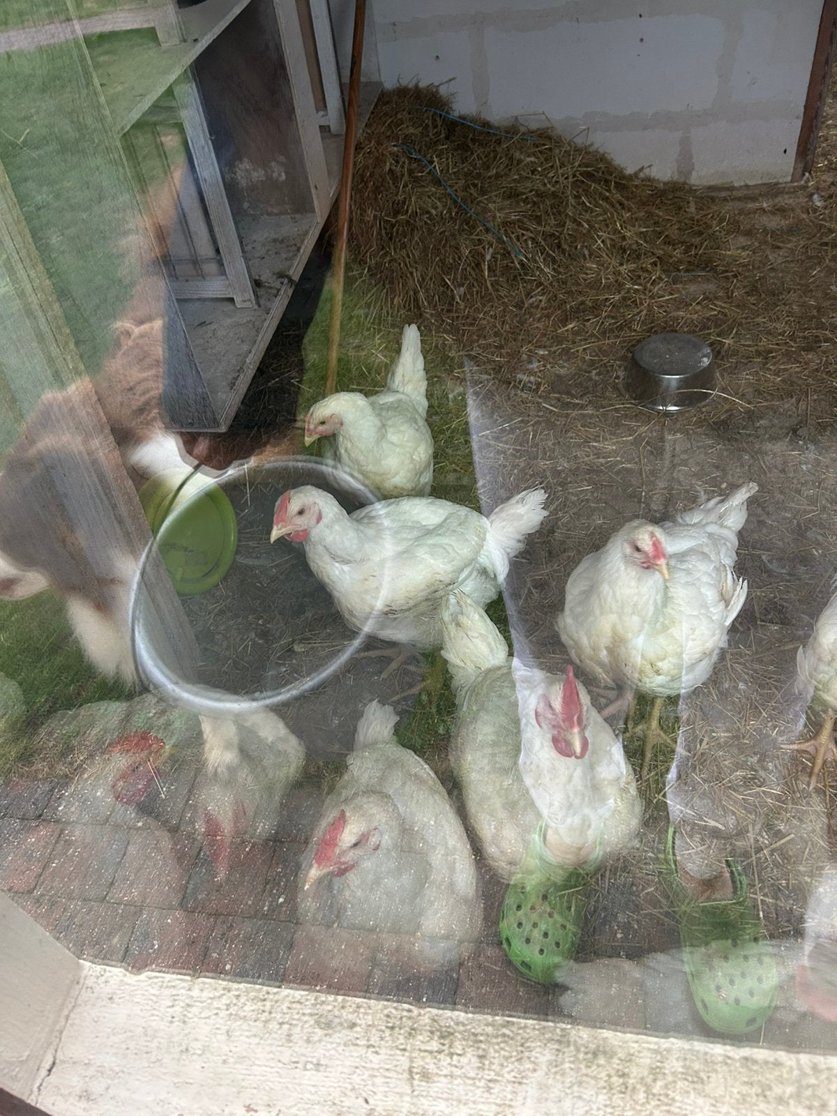 Vlees kippen ross308, Poule ou poulet