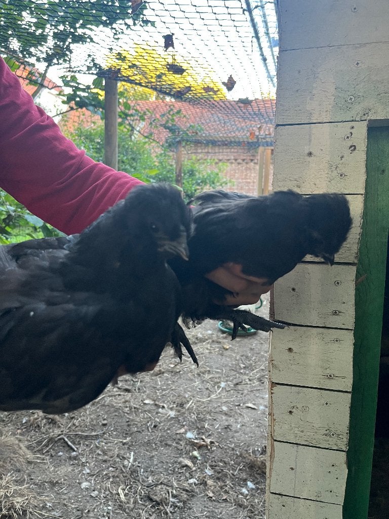 Zwarte kuikens, Dieren en Toebehoren, Meerdere dieren, Kip