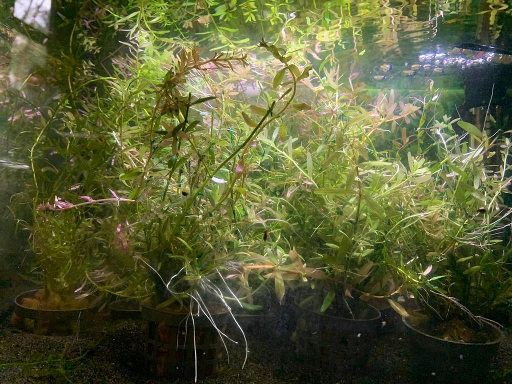 Rotala Indica, Dieren en Toebehoren, Vissen | Aquaria en Toebehoren, Ophalen of Verzenden