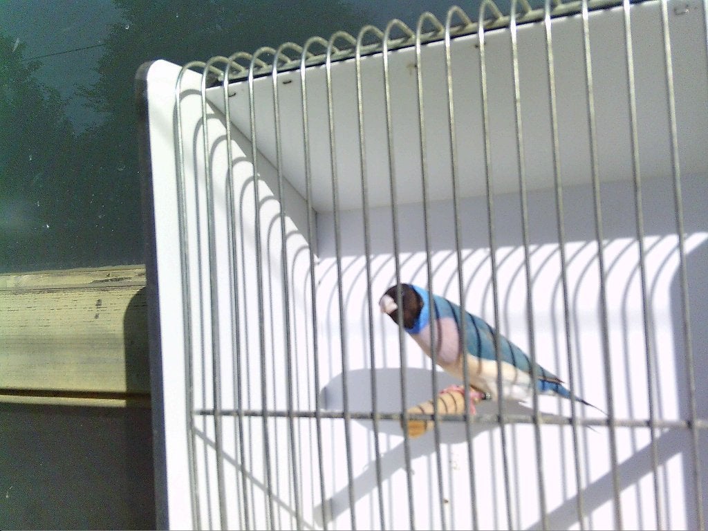 Cinnamon blauwe lilaborst man 2026, Dieren en Toebehoren, Mannelijk, Tropenvogel, Geringd
