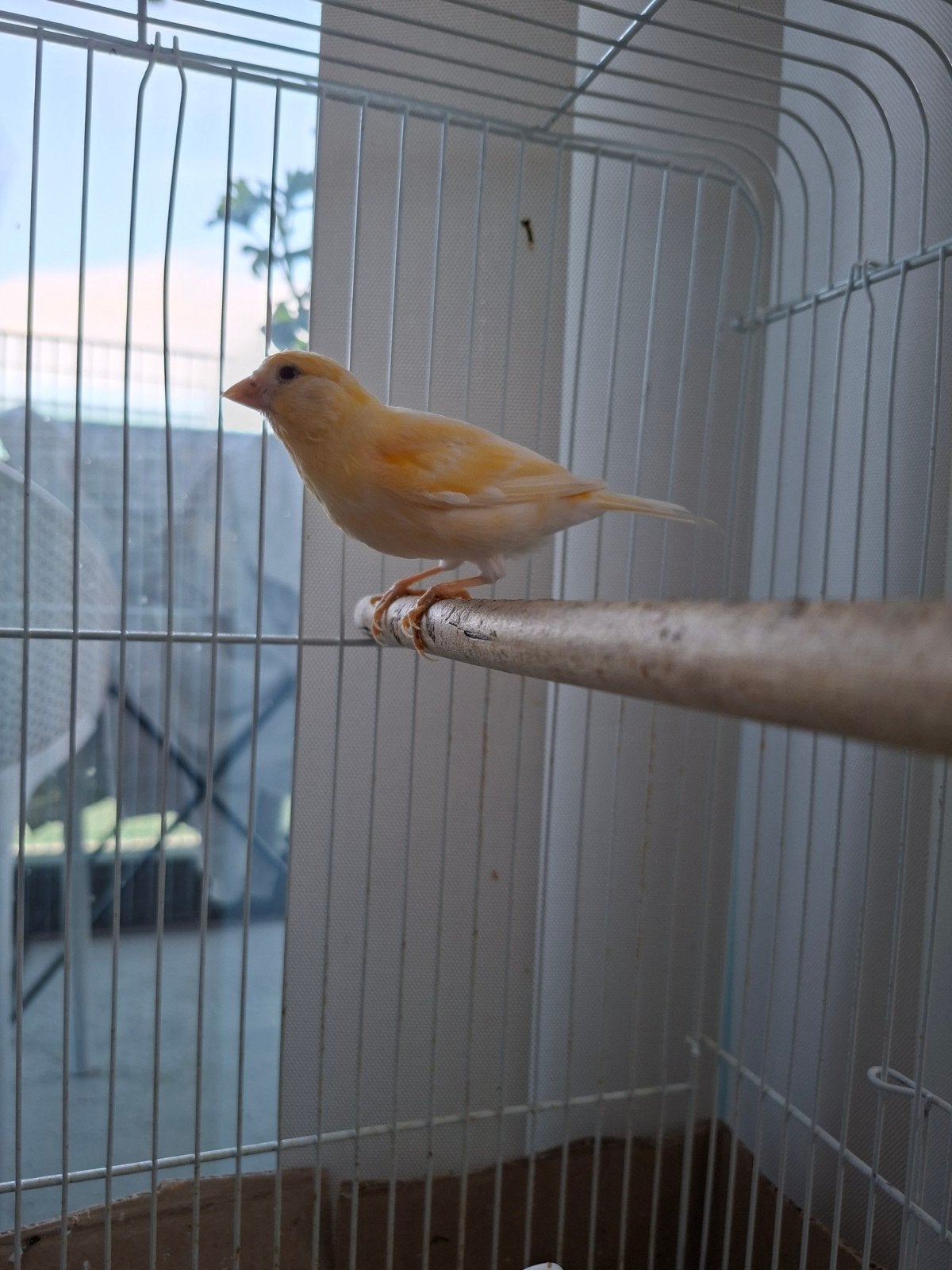 jeune canari femelle, Animaux & Accessoires, Femelle, Canari de couleur