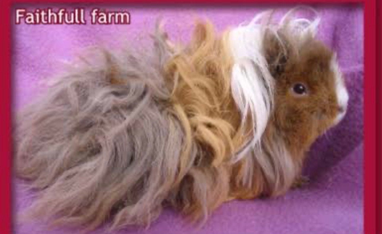 Gezocht alpaca/merino/lunkarya cavia zeug gezocht, Cavia, Vrouwelijk, Januari, Tam