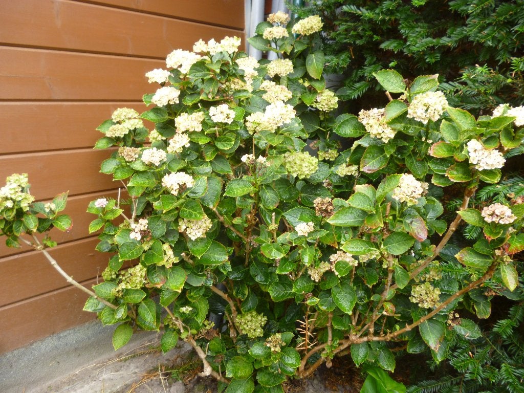 grote hortensia, Tuin en Terras, Ophalen, Vaste plant