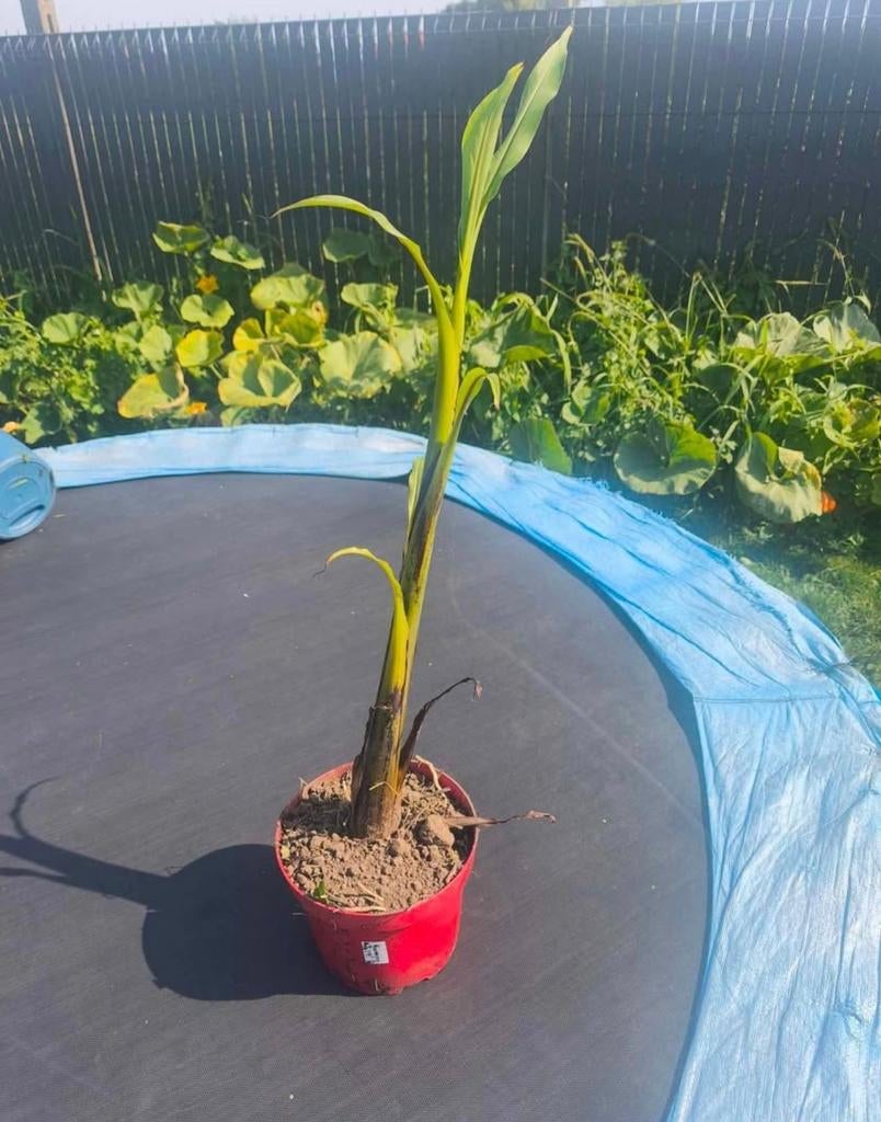 Bananier, Tuin en Terras, Planten | Fruitbomen, Ophalen of Verzenden