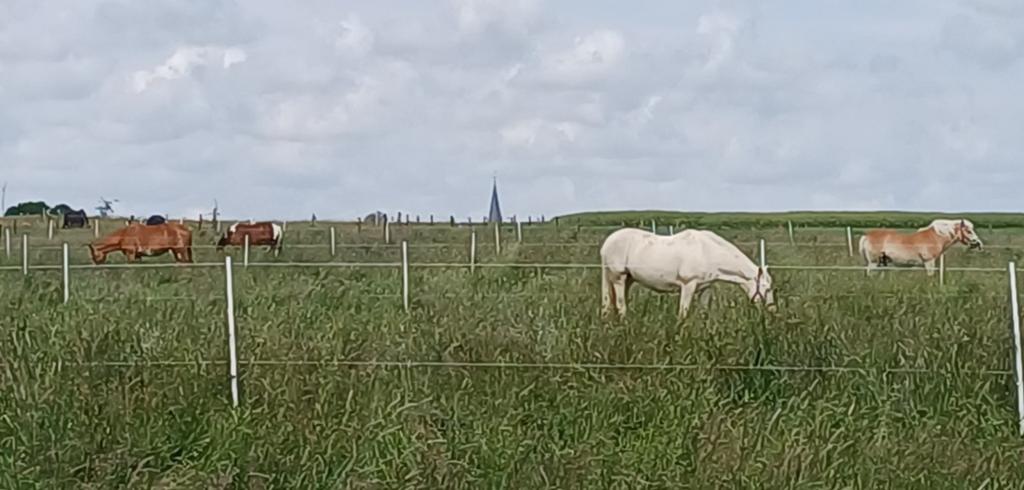 Kleinschalig paardenpension Viane/Galmaarden/Deux-Acren, Weidegang