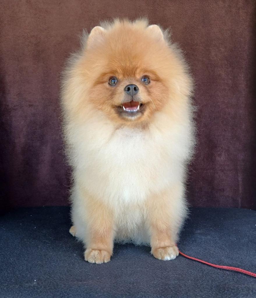 Pomeranian Prins - Pluizig Juweeltje Zoekt Thuis!, Dieren en Toebehoren, Honden | Chihuahua's en Gezelschapshonden, Particulier
