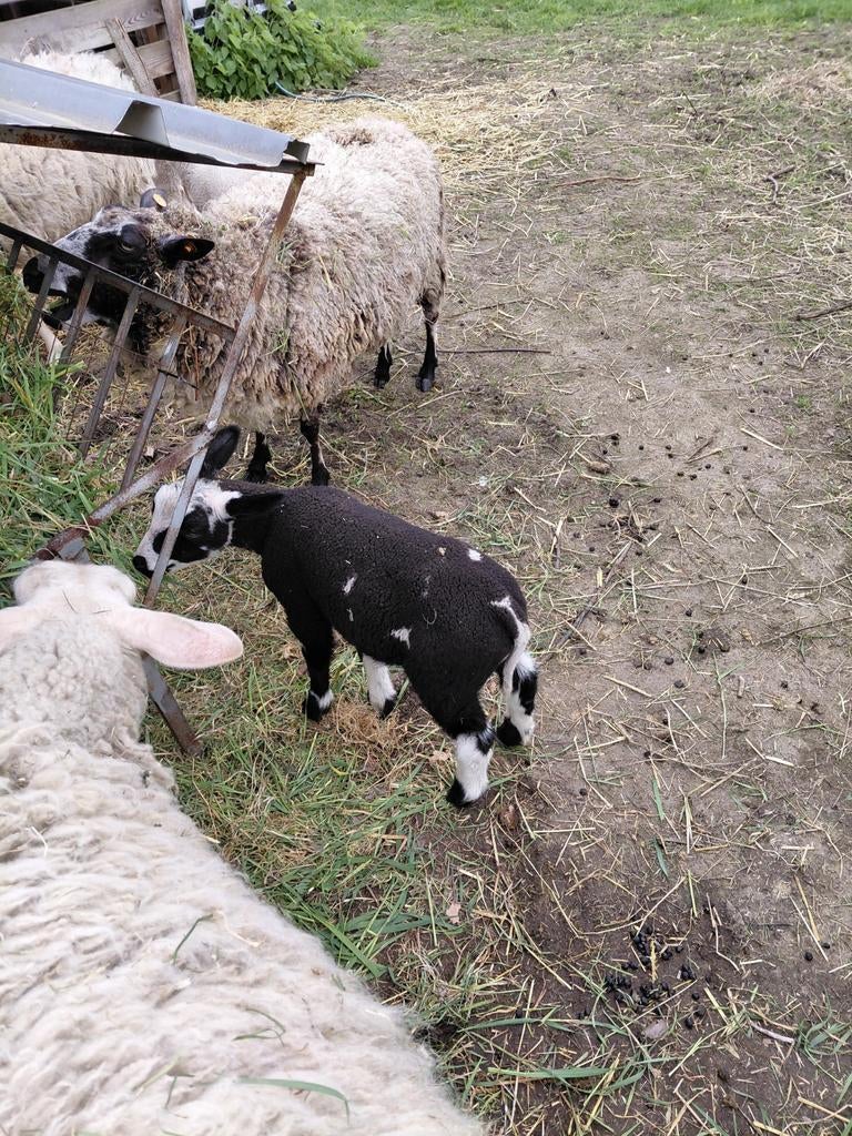 Baggerbont schaap met ramlam, Dieren en Toebehoren, Schaap