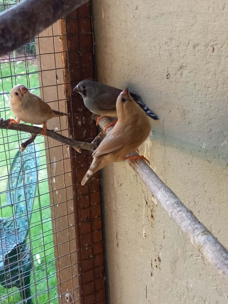 Zebravinken, Animaux & Accessoires, Oiseaux | Oiseaux Autre, Plusieurs animaux, Oiseau tropical
