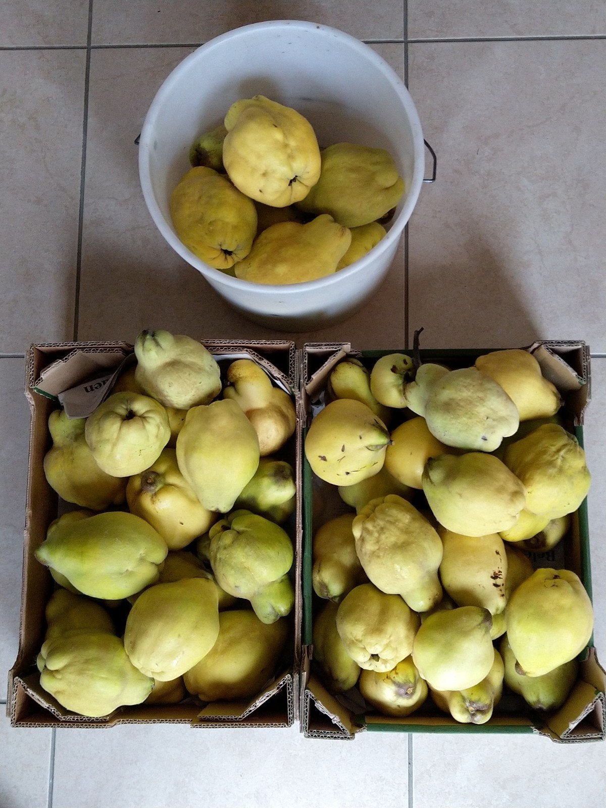 kweeperen te koop 2€/kg, Ophalen
