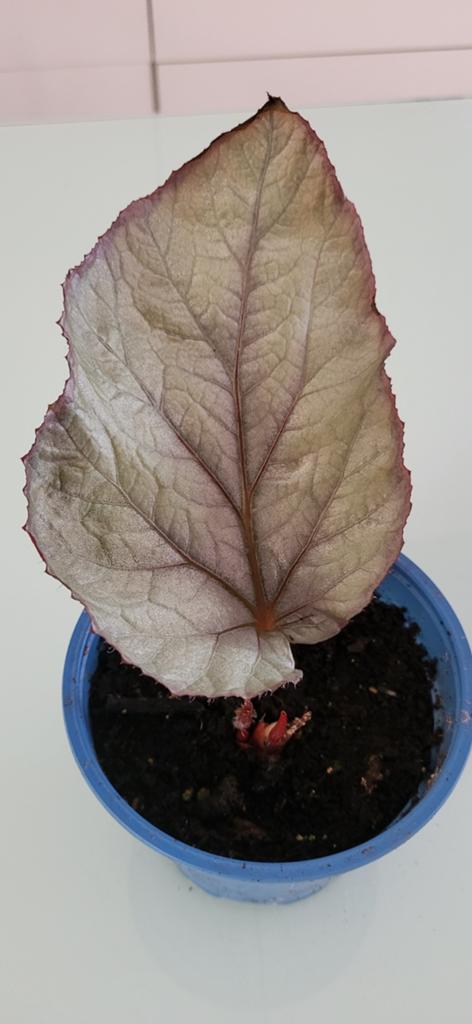 Begonia 'Looking Glass'