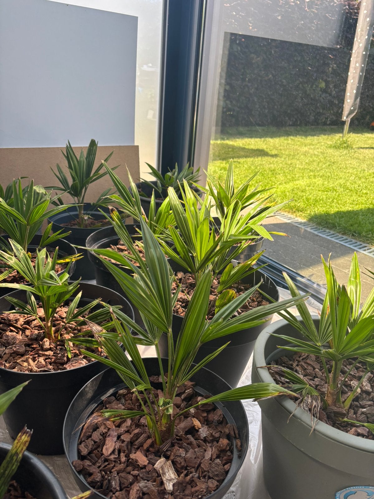 Trachycarpus fortunei te koop, Bloeit niet, Minder dan 100 cm, Palmboom, Ophalen